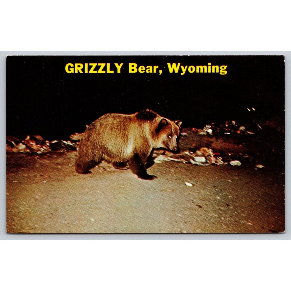 Postcard Wyoming Montana West Yellowstone Grizzly Bear at Night c1960s Unposted